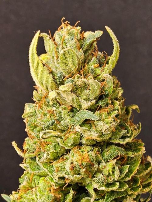 Fat Bastard. Week 17