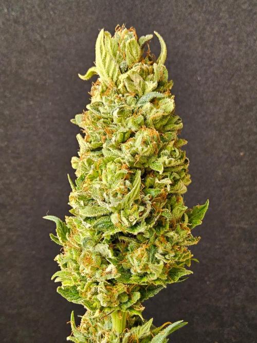 Fat Bastard. Week 17