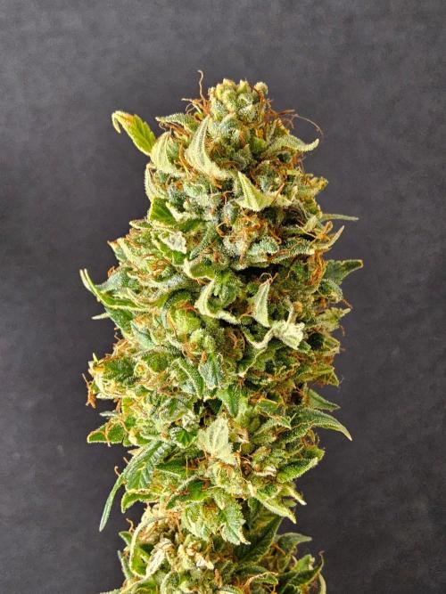 Fat Bastard. Week 17