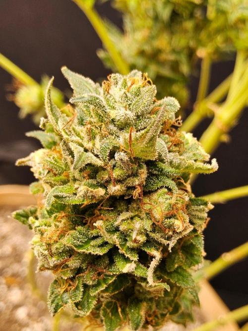 Fat Bastard. Week 17