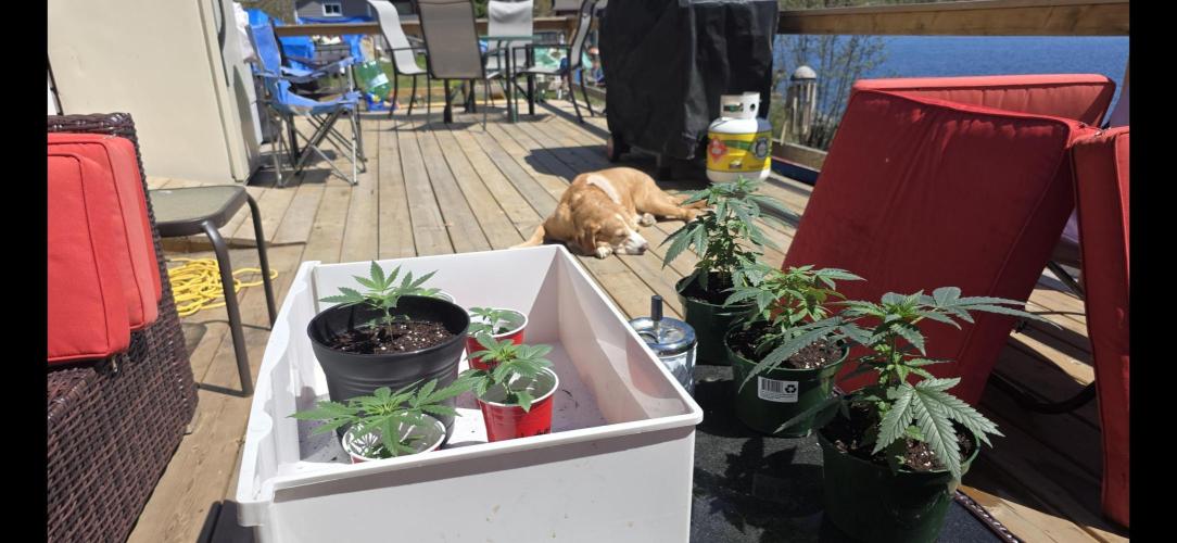 2026 Outdoor Grow. Week 4 - First time seeing real sun!