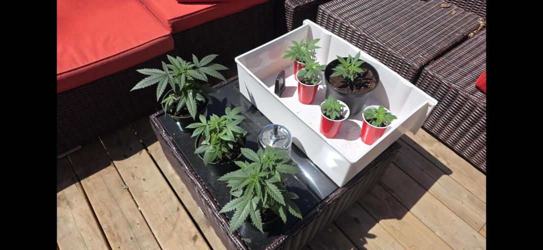 2026 Outdoor Grow. Week 4 - Sun bathing for the first time.