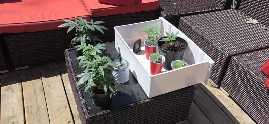 2026 Outdoor Grow. Week 4 - Sun!