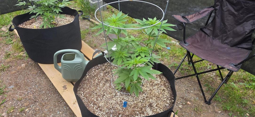 2026 Outdoor Grow. Week 10 - Pure kush