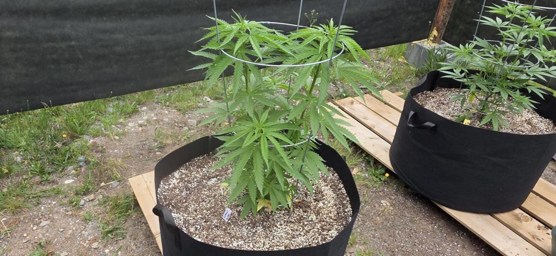2026 Outdoor Grow. Week 10 - Critical Killer Fast