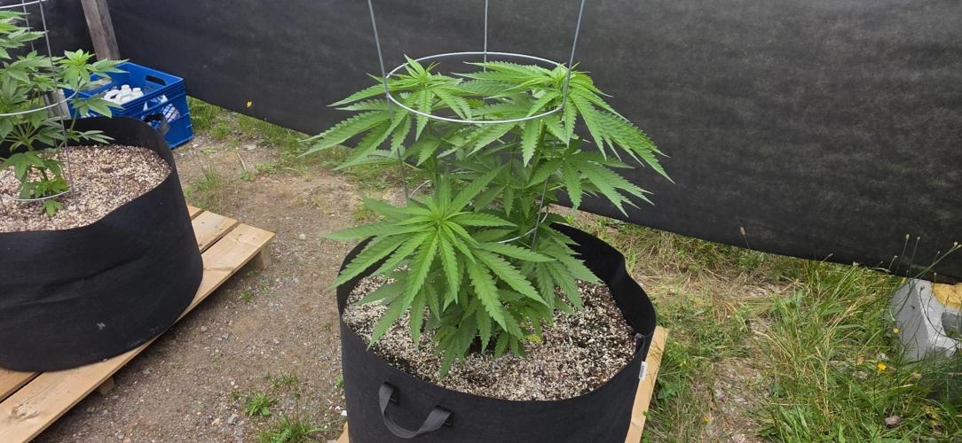 2026 Outdoor Grow. Week 10 - Critical Killer Fast