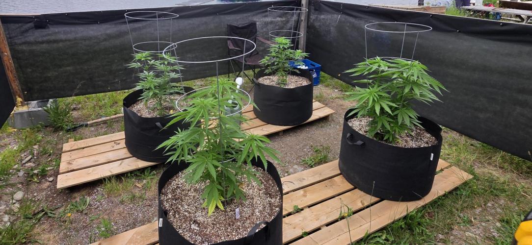 2026 Outdoor Grow. Week 10 - All the girls! 