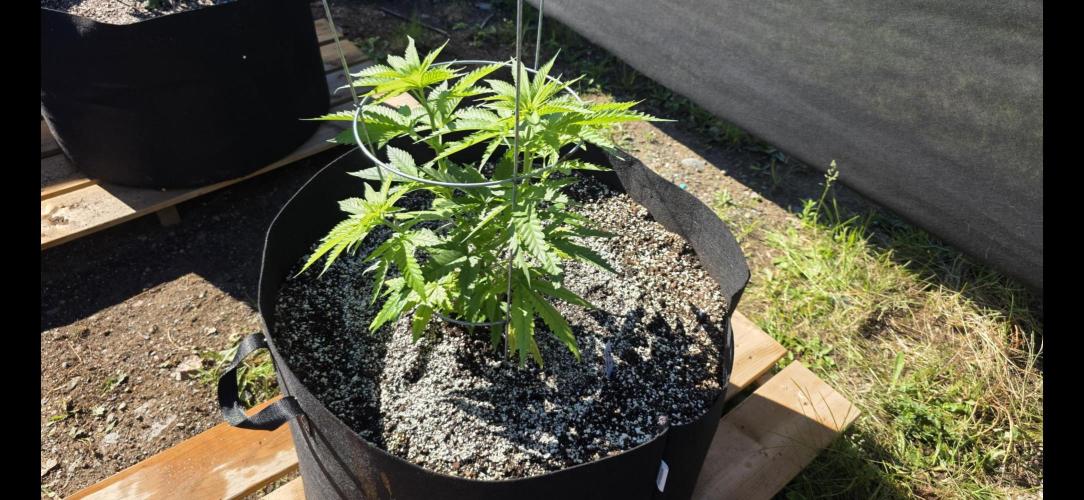 2026 Outdoor Grow. Week 8