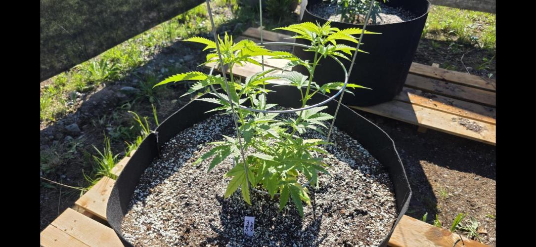 2026 Outdoor Grow. Week 8