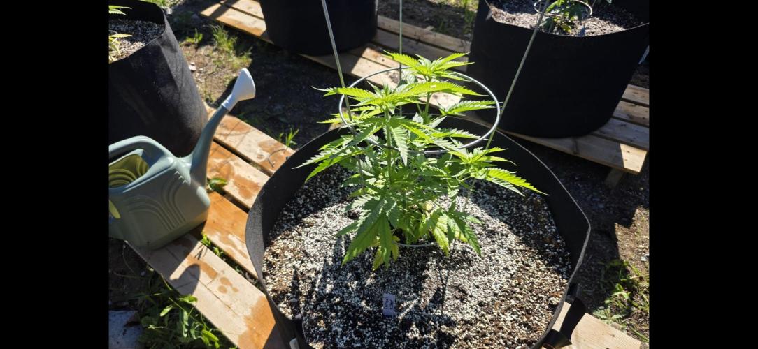 2026 Outdoor Grow. Week 8