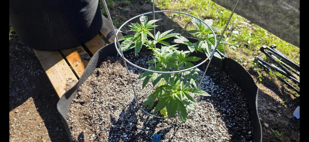 2026 Outdoor Grow. Week 8