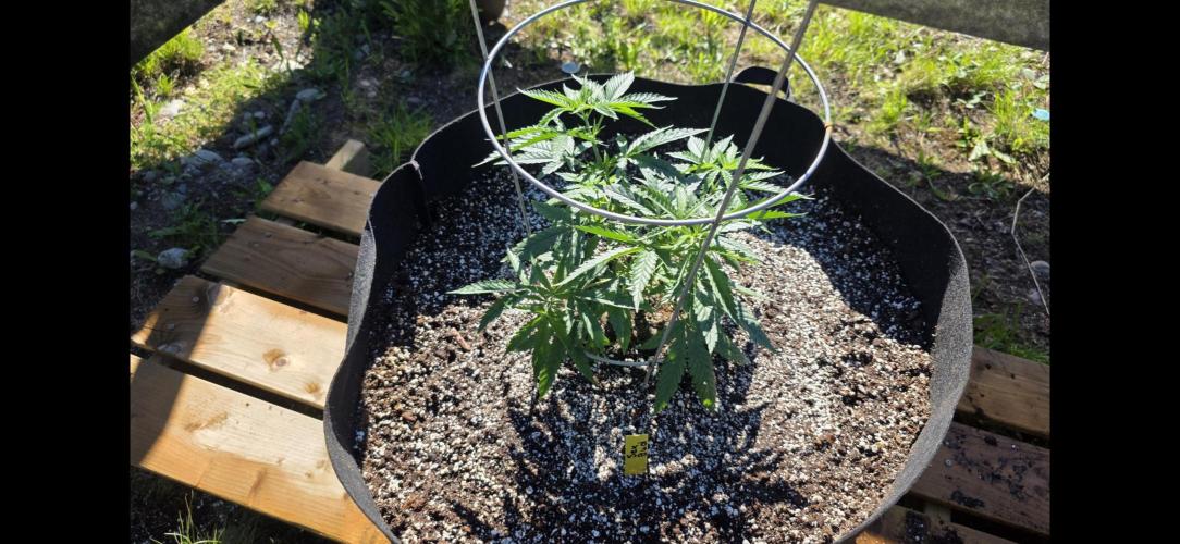 2026 Outdoor Grow. Week 8