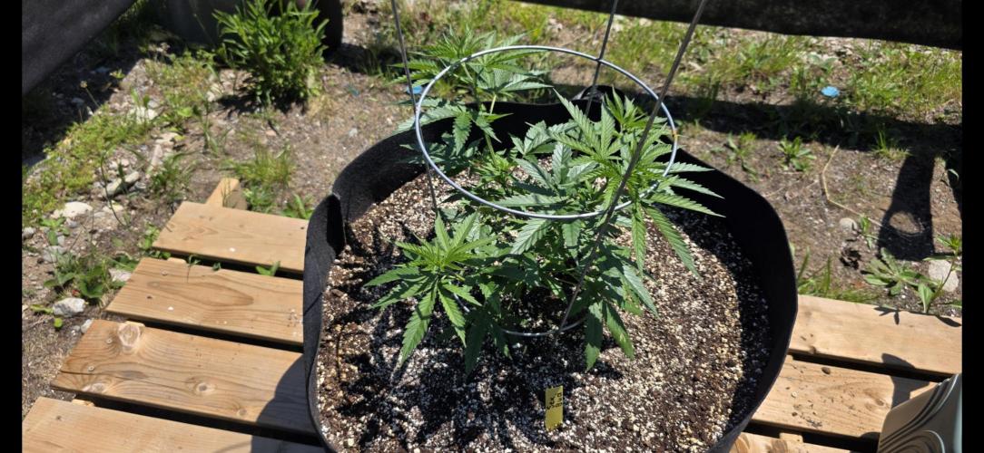 2026 Outdoor Grow. Week 9