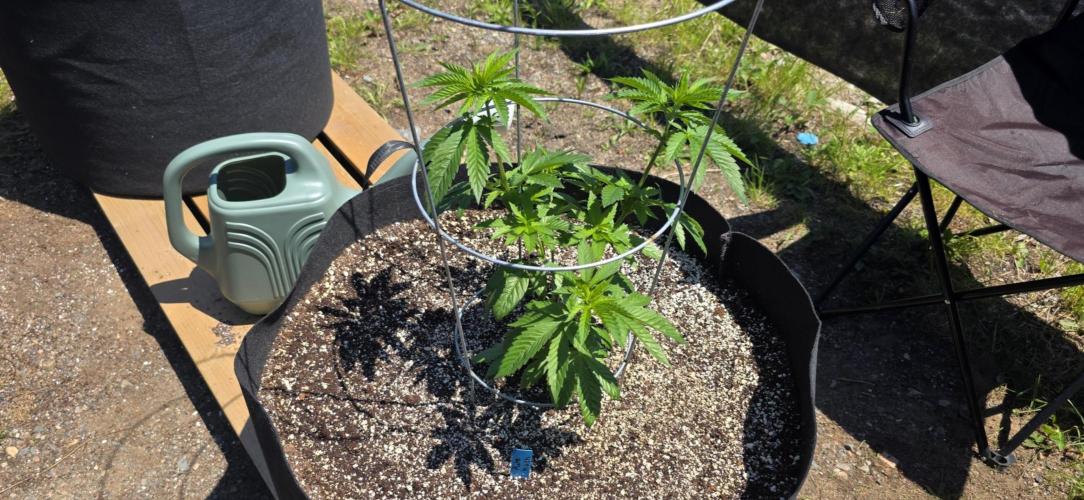 2026 Outdoor Grow. Week 9