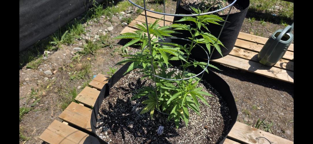 2026 Outdoor Grow. Week 9