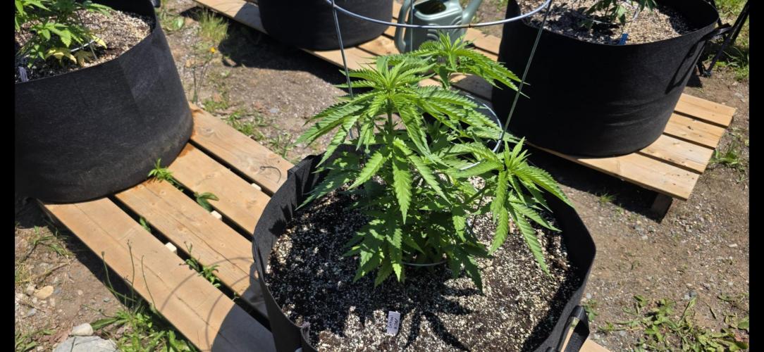 2026 Outdoor Grow. Week 9