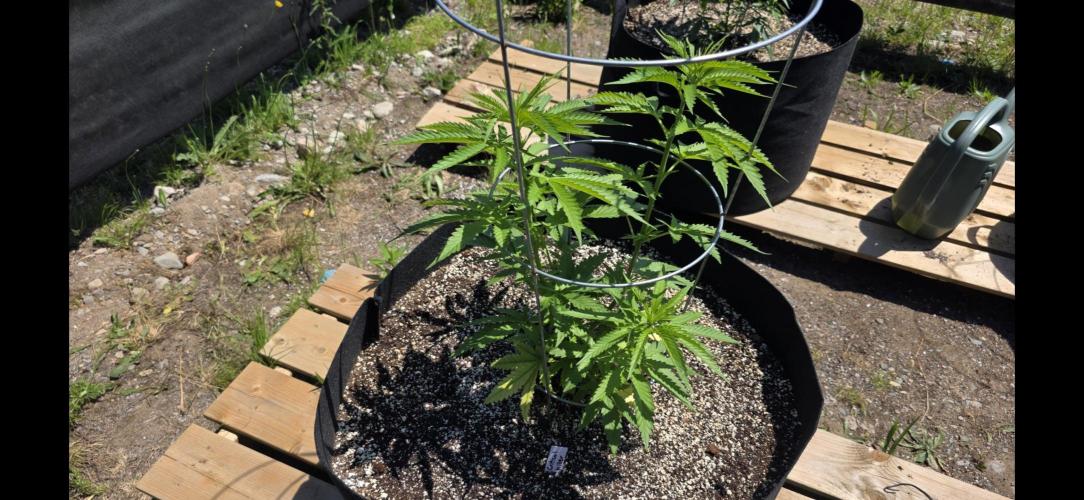 2026 Outdoor Grow. Week 9