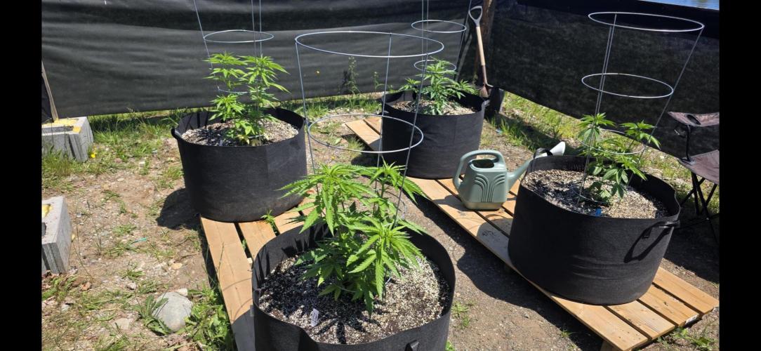 2026 Outdoor Grow. Week 9