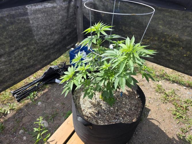 2026 Outdoor Grow. Week 11