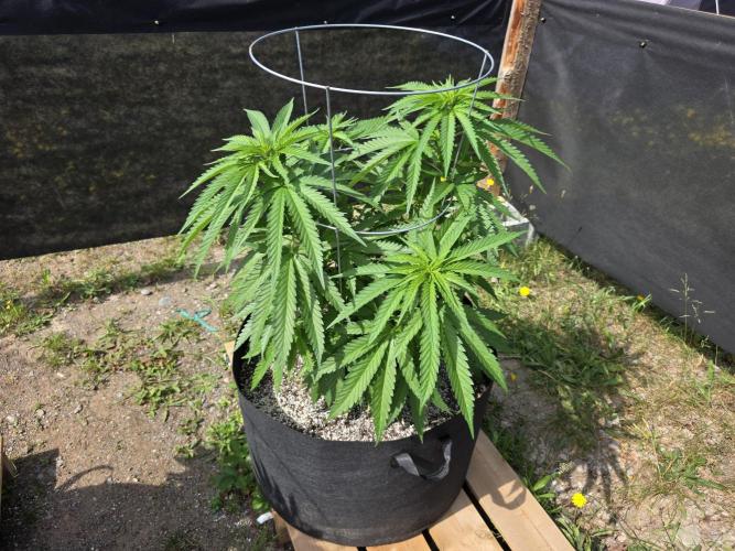 2026 Outdoor Grow. Week 11