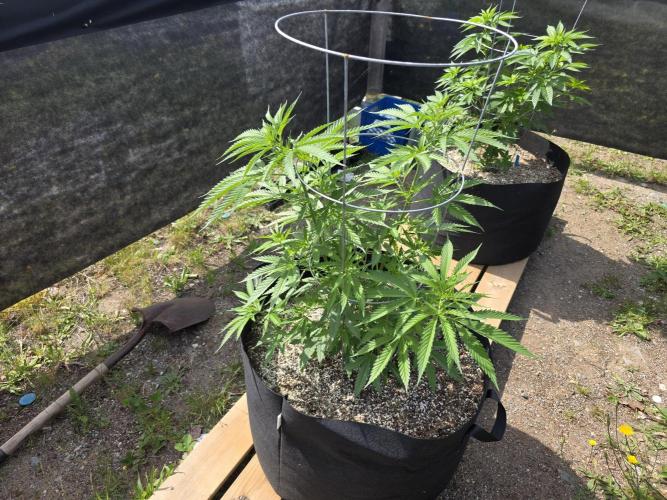 2026 Outdoor Grow. Week 11