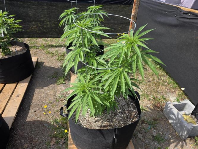 2026 Outdoor Grow. Week 11