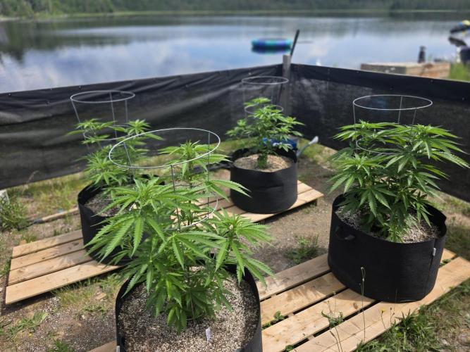2026 Outdoor Grow. Week 11