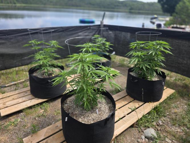 2026 Outdoor Grow. Week 11