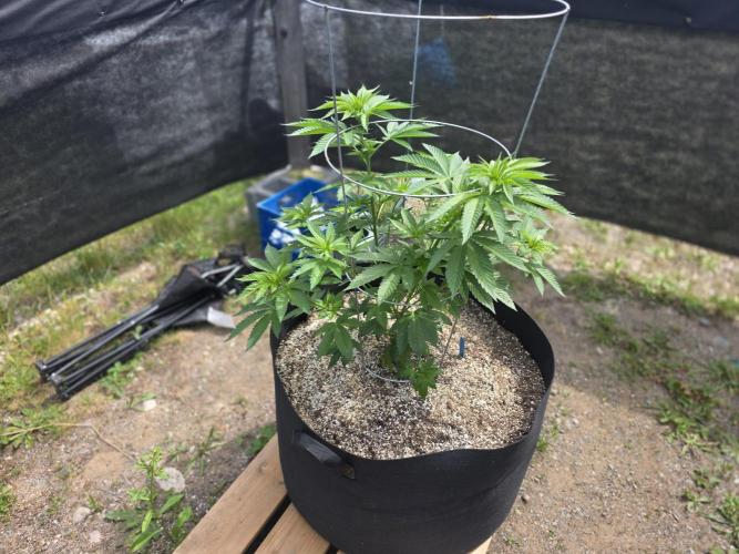 2026 Outdoor Grow. Week 11