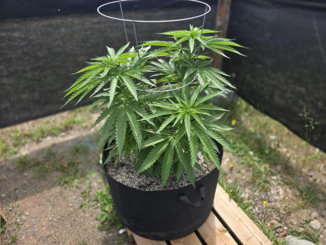 2026 Outdoor Grow. Week 11
