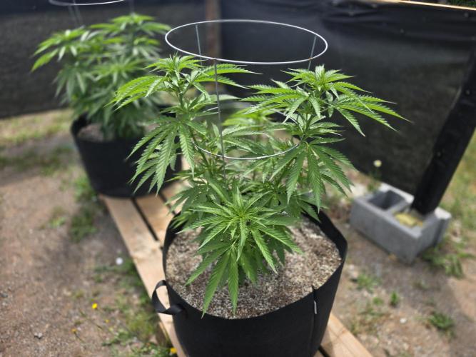 2026 Outdoor Grow. Week 11
