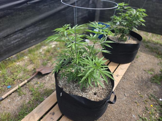 2026 Outdoor Grow. Week 11
