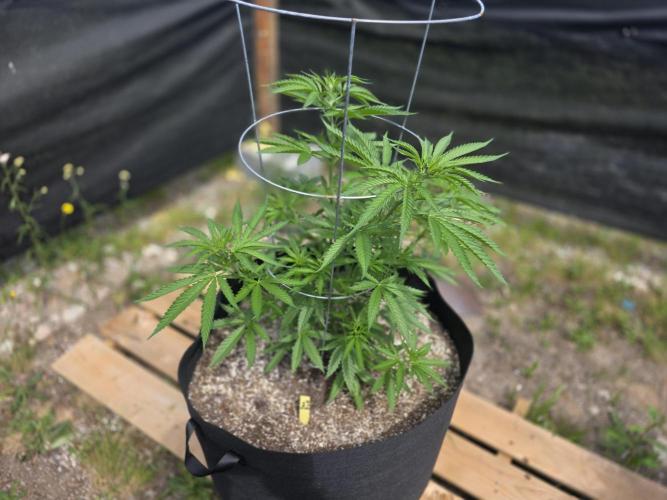 2026 Outdoor Grow. Week 11