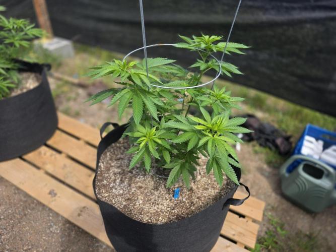 2026 Outdoor Grow. Week 11