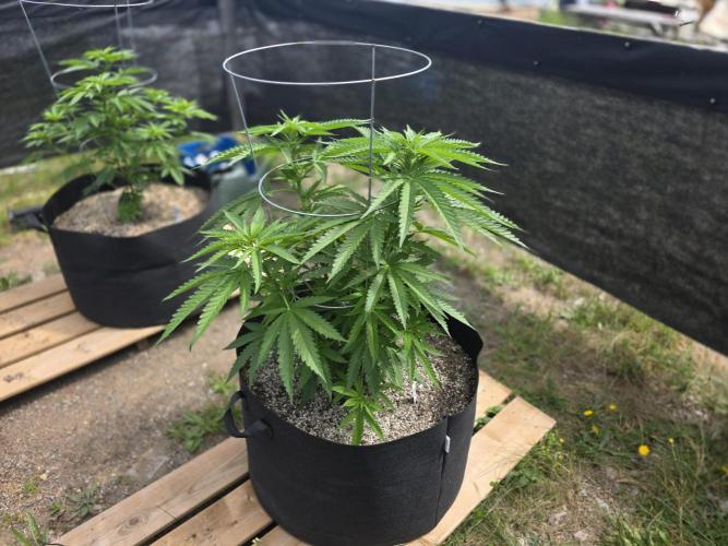 2026 Outdoor Grow. Week 11