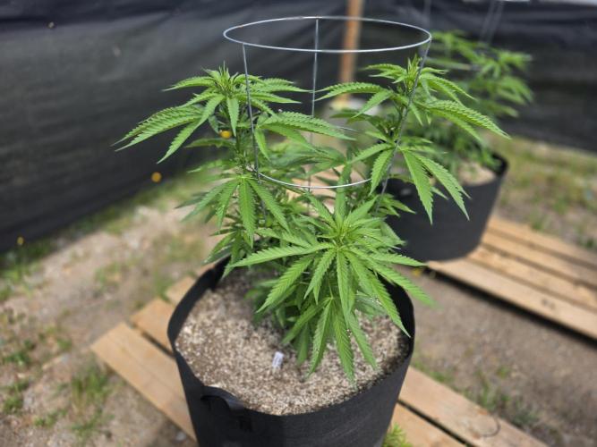 2026 Outdoor Grow. Week 11