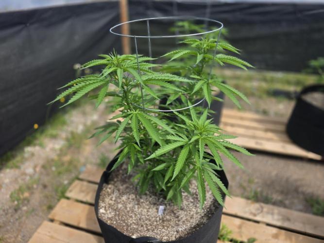 2026 Outdoor Grow. Week 11