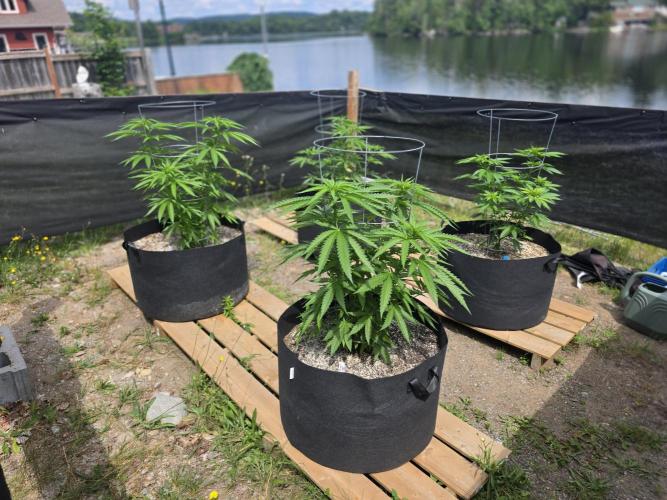 2026 Outdoor Grow. Week 11