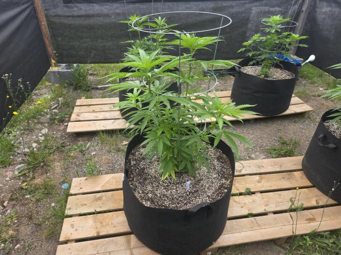 2026 Outdoor Grow. Week 11
