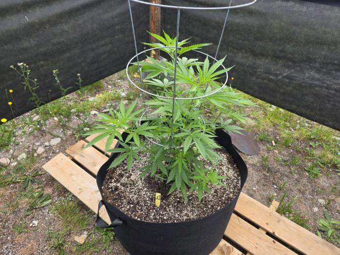 2026 Outdoor Grow. Week 11