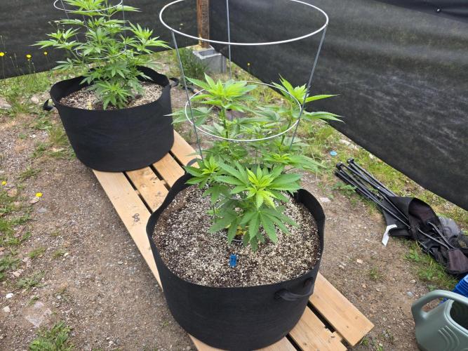 2026 Outdoor Grow. Week 11