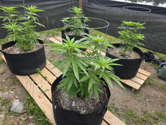 2026 Outdoor Grow. Week 11