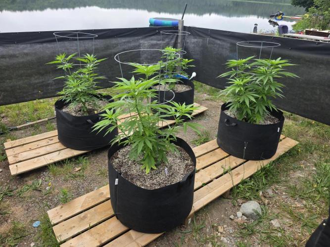 2026 Outdoor Grow. Week 11