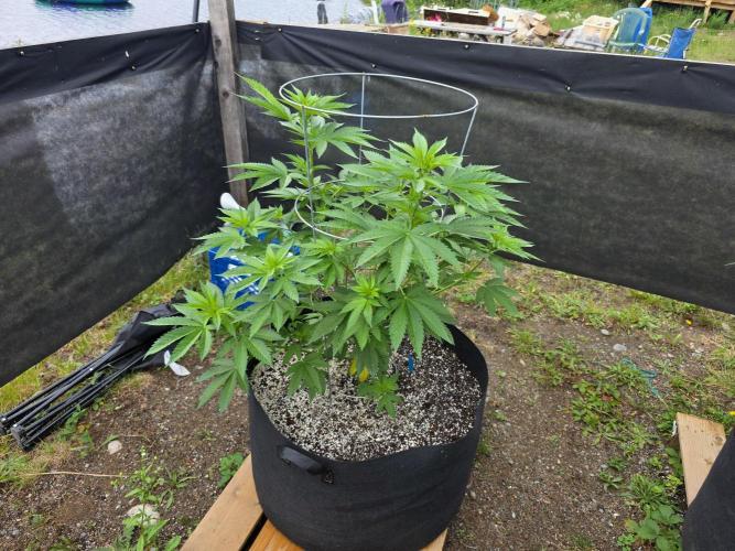 2026 Outdoor Grow. Week 12