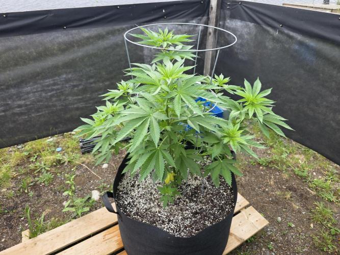 2026 Outdoor Grow. Week 12