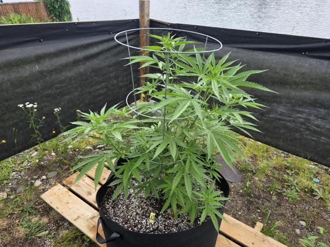 2026 Outdoor Grow. Week 12