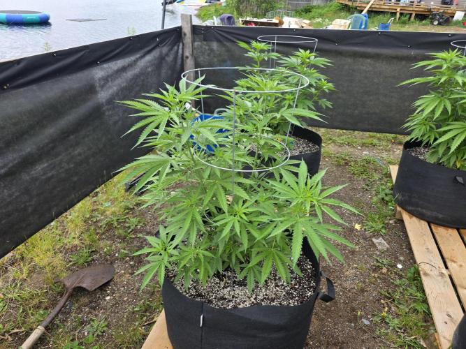 2026 Outdoor Grow. Week 12