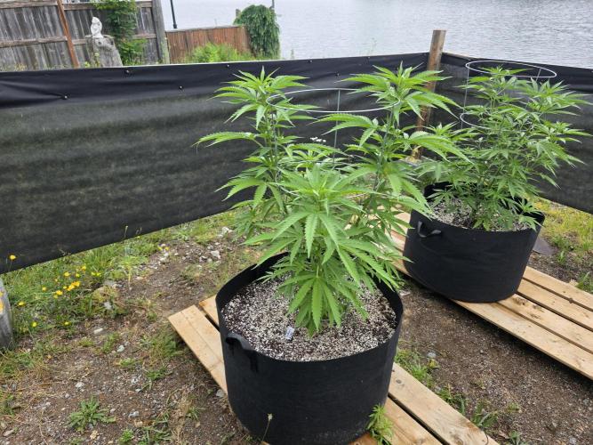 2026 Outdoor Grow. Week 12