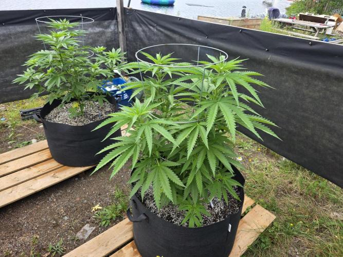 2026 Outdoor Grow. Week 12