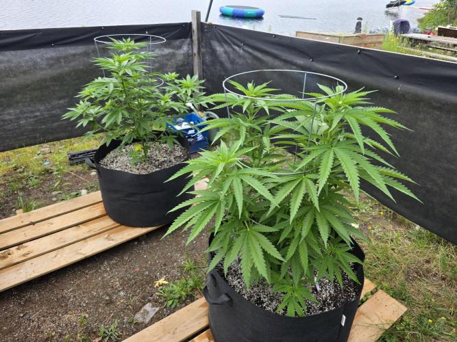 2026 Outdoor Grow. Week 12